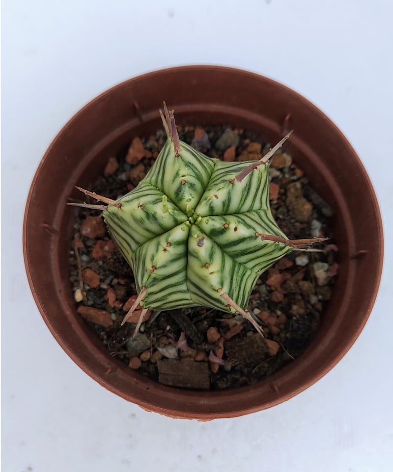 大株 大群生 ユーフォルビア メロフォルミス錦 Amazon｜多肉植物 sdユーフォルビア メロフォルミス錦 7.5cm