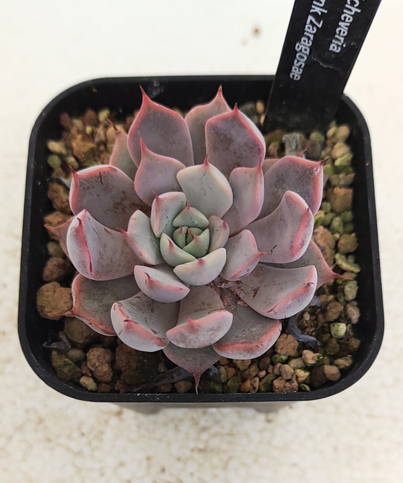 ピンクザラゴーサ 多肉 エケベリア ピンクザラゴーサ Echeveria Pink