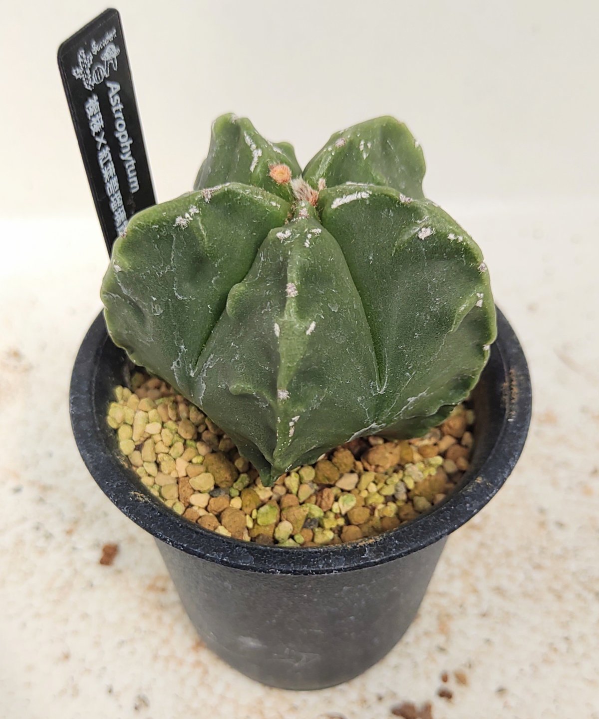 複稜×紅葉碧瑠璃ランポー サボテン | toA Succulent