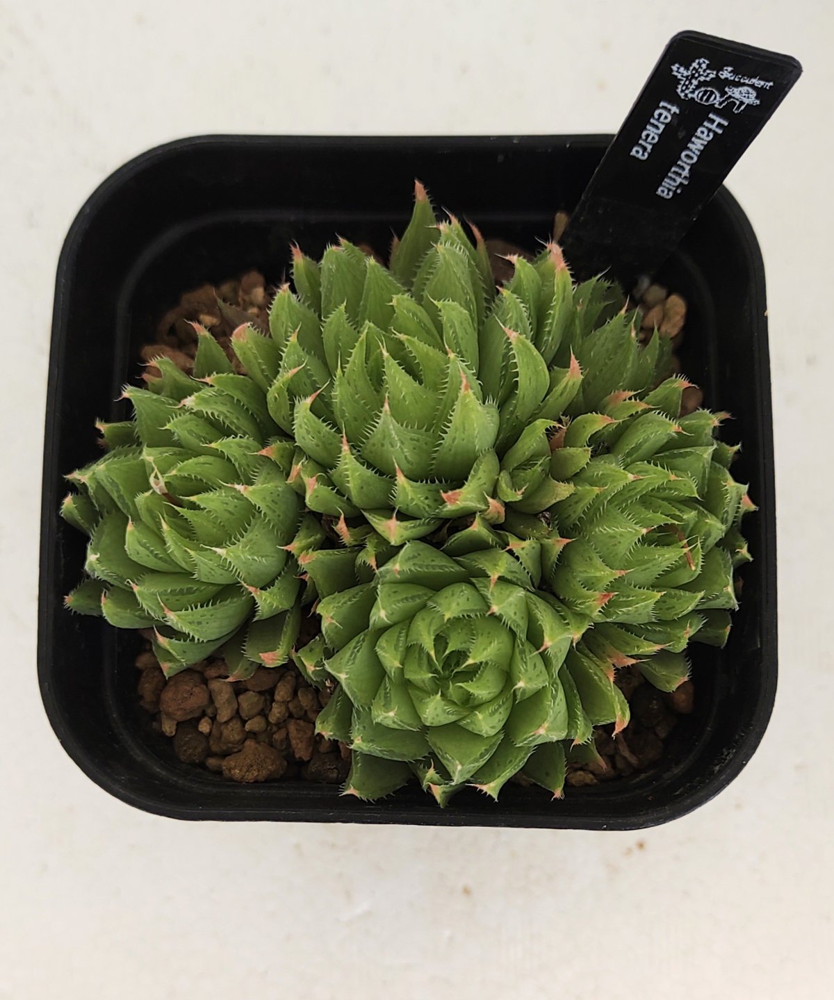 テネラ ハオルチア | toA Succulent
