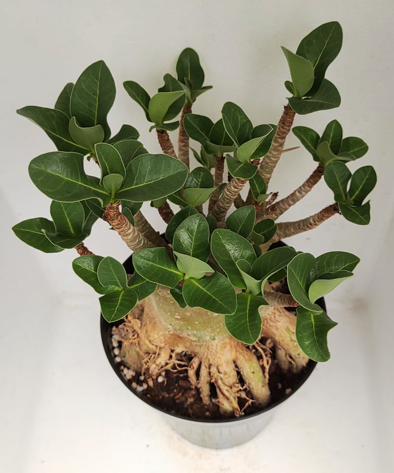 アラビカムオクトパス アデニウム | toA Succulent