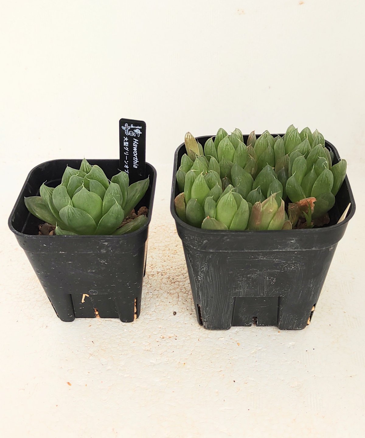 大型グリーンオブツーサ(マスカット) ハオルチア | toA Succulent