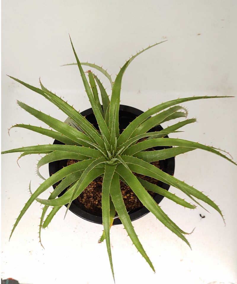 セルーレア プヤ | toA Succulent