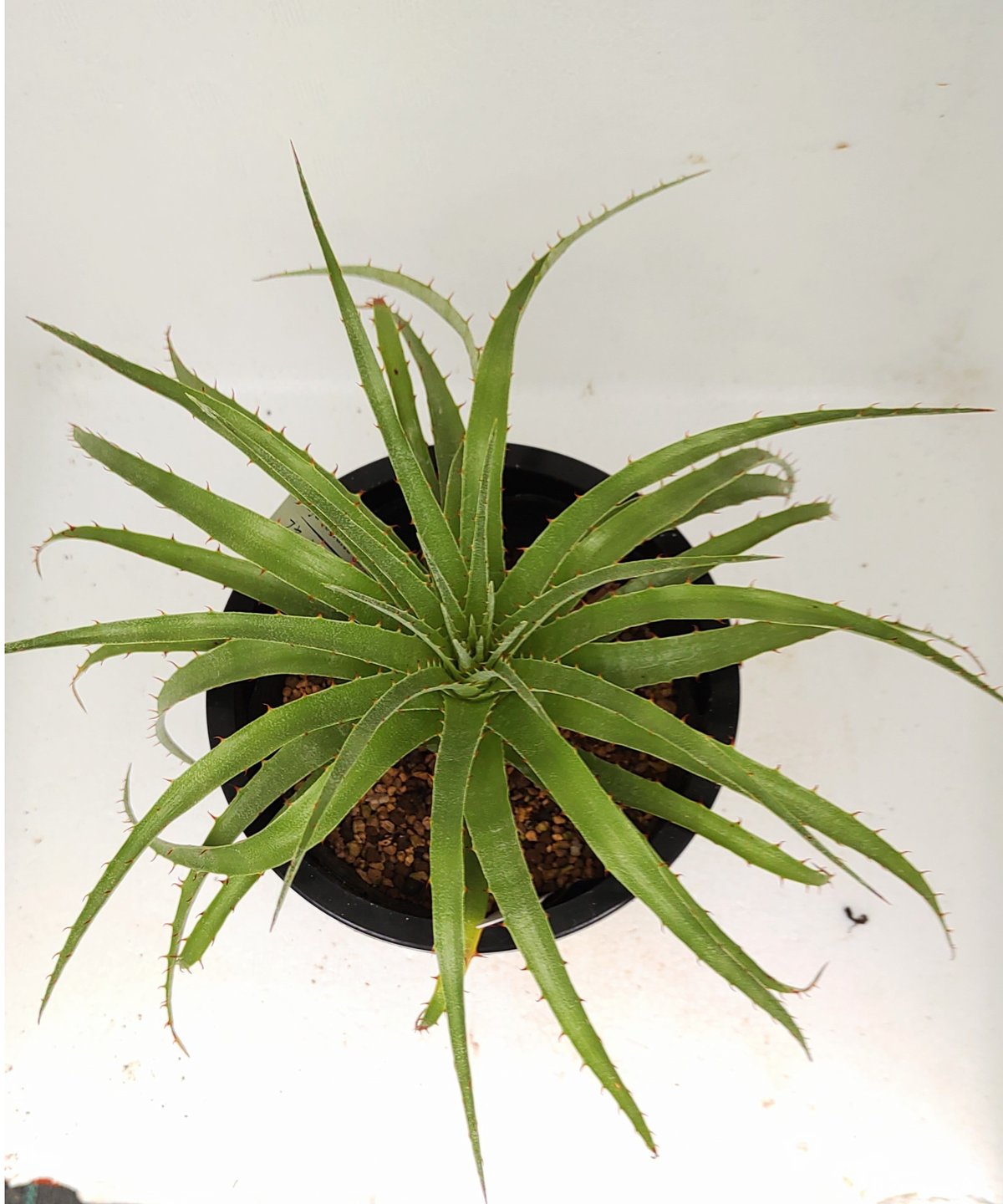 プヤ　セルーレア セルーレア プヤ | toA Succulent