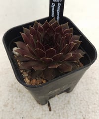 シルベリウム センペルビウム | toA Succulent