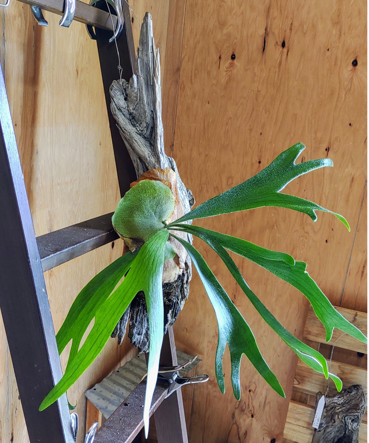 流木コウモリラン E | toA Succulent
