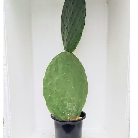 早いもの勝ち即購入OK 柱サボテン うちわサボテン　ウチワサボテン　ロサンゼルス Amazon｜ウチワサボテン：レッドバニーカクタス*｜観葉植物