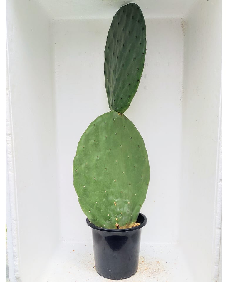 ウチワサボテン L | toA Succulent