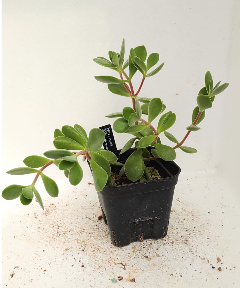 ワテルメイエリー　クラッスラ ワテルメイエリー クラッスラ | toA Succulent