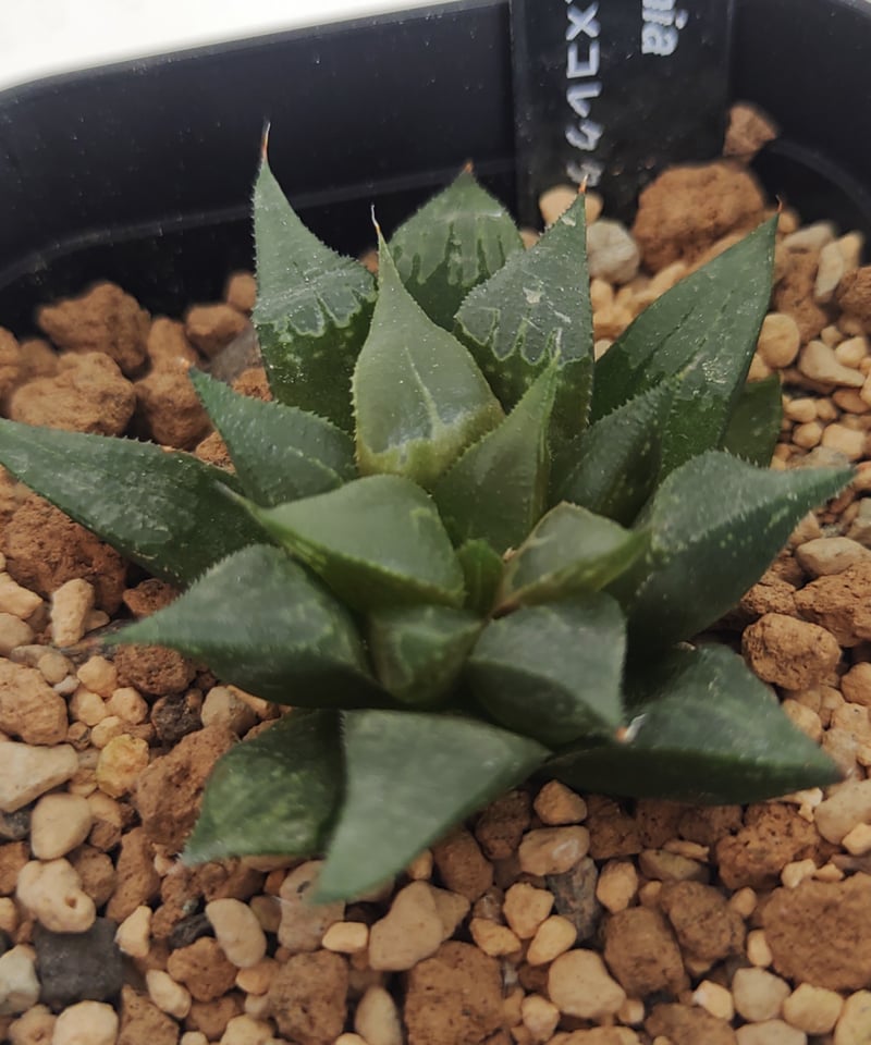 ミラビリス✕コレクタ ハオルチア | toA Succulent