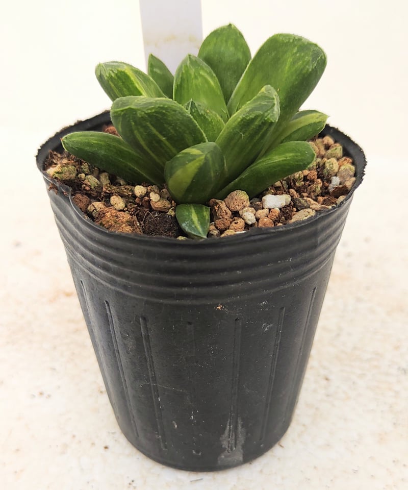 雪国×万象hyb錦 ハオルチア | toA Succulent