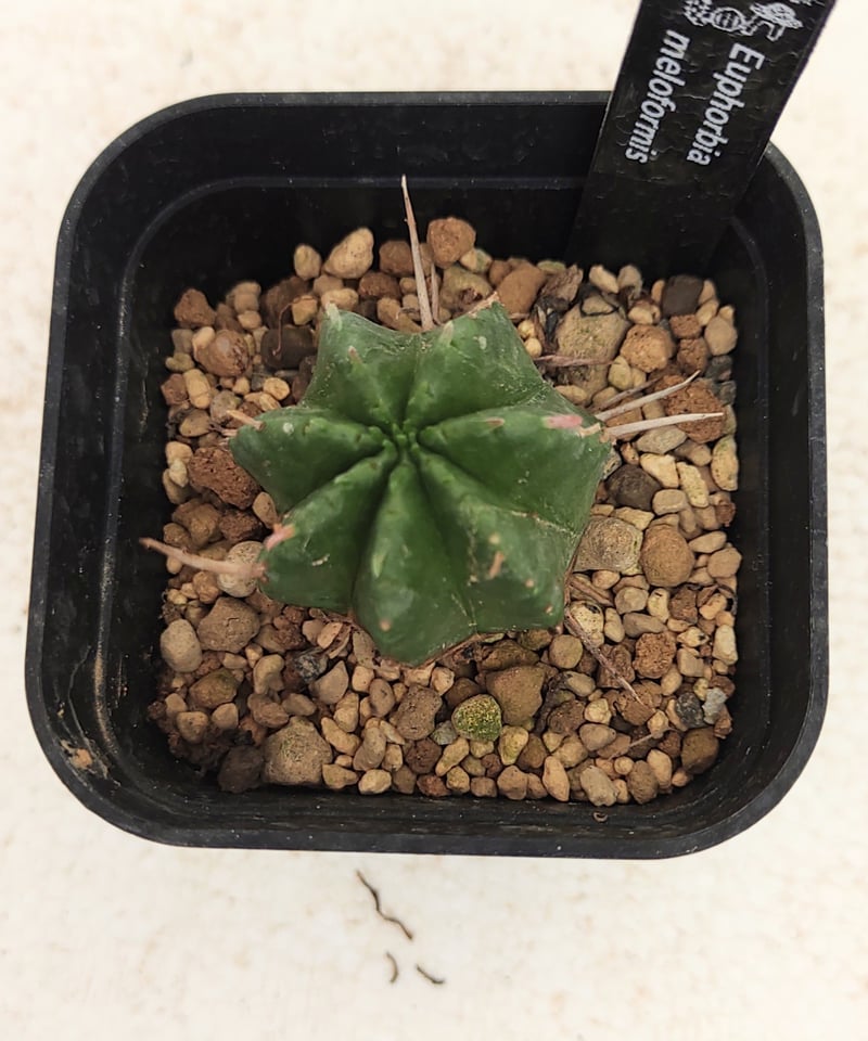 メロフォルミス ユーフォルビア | toA Succulent