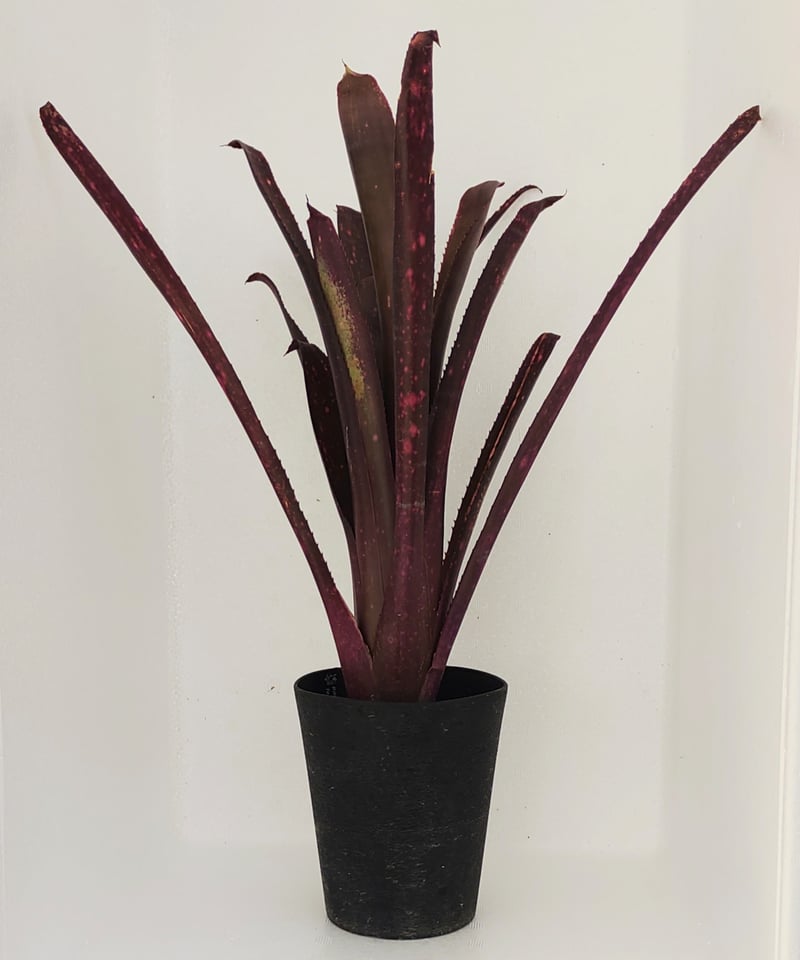 Billbergia 'Teng Ee'〔ビルベルギア〕現品発送B0271 Billbergia 'Teng Ee'〔ビルベルギア〕現品発送B0271 テンエー