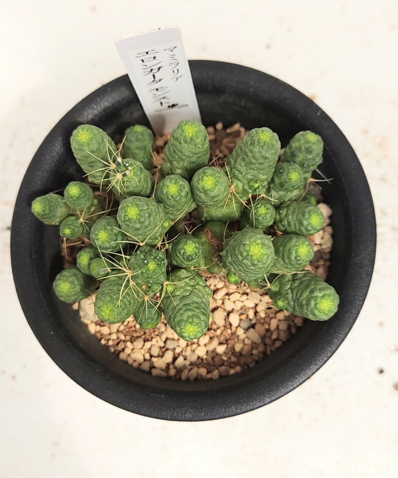 エロンガータモンスト サボテン | toA Succulent