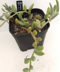 アーケリー セネシオ | toA Succulent