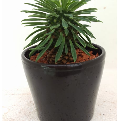 【超超超希少‼️】現地球✨ユーフォルビア クネアータ ユーフォルビアの通販・販売｜多肉植物の専門店 solxsol