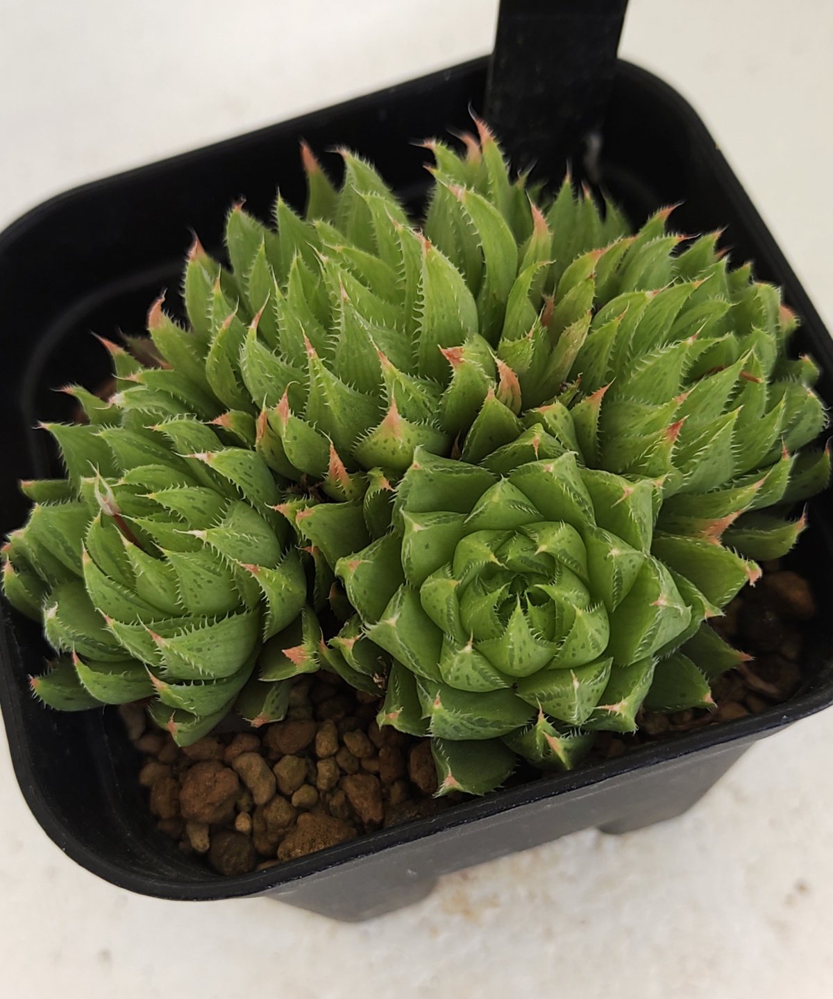 テネラ ハオルチア | toA Succulent