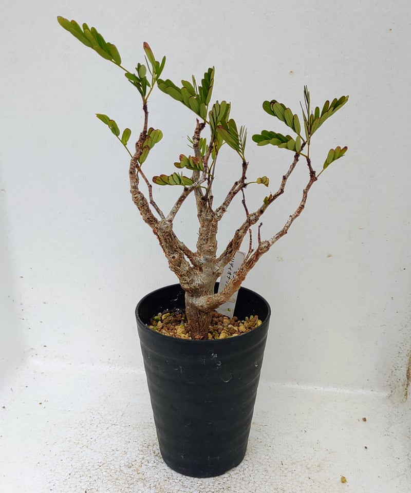 センナ メリディオナリス センナ メリディオナリス 【多肉植物 2.5号／1個売り】｜ 【植物の