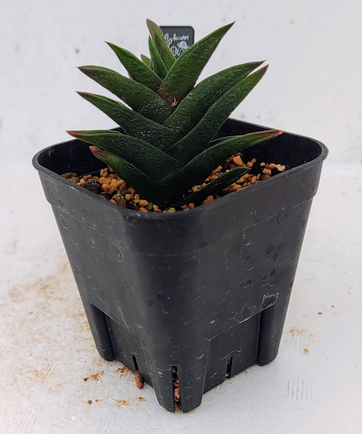 43db ハオルチア　多肉植物　龍城群生　自家繁殖 43db ハオルチア 多肉植物 龍城群生 自家繁殖 三叉城 ハオルチア