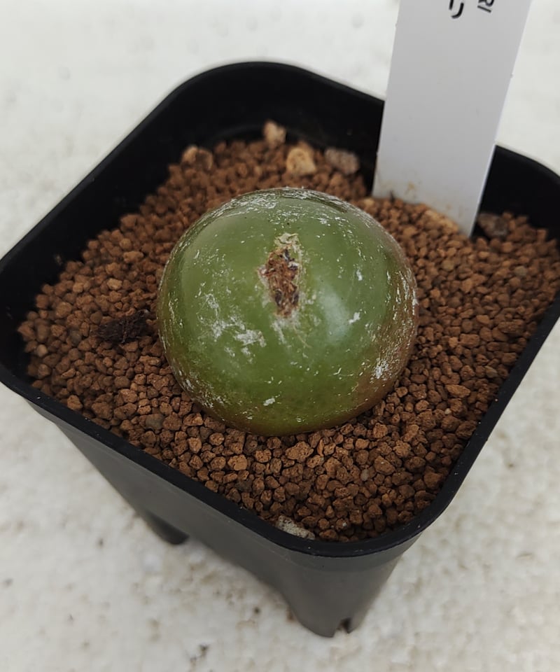 ブルゲリ コノフィツム | toA Succulent