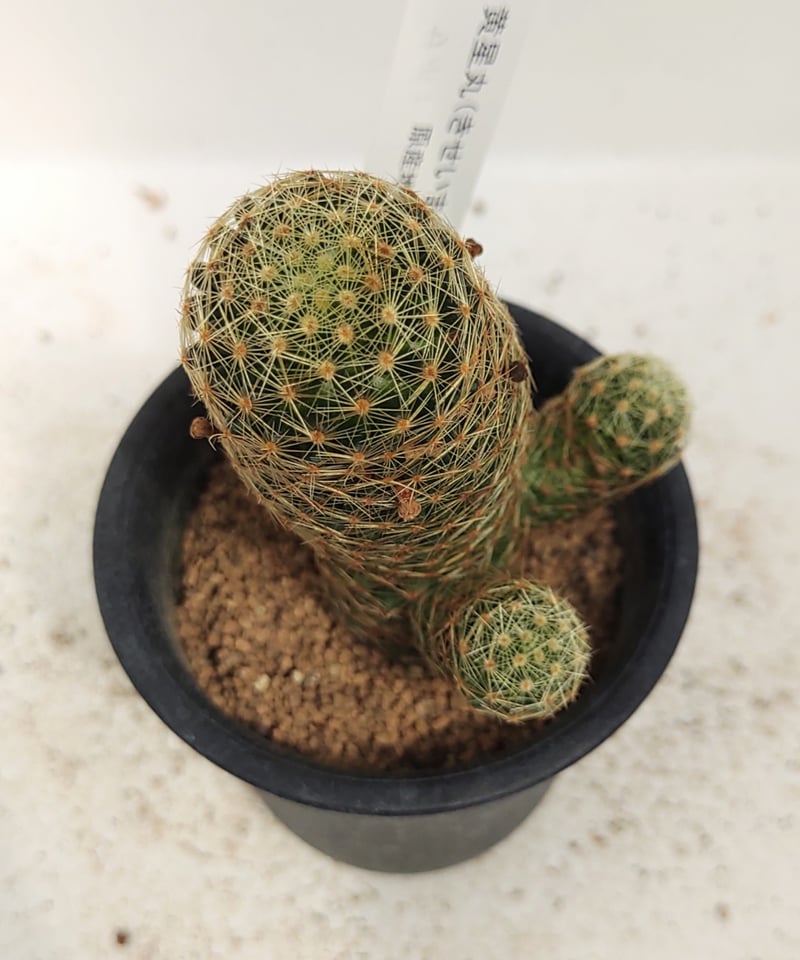 黄星丸 サボテン | toA Succulent
