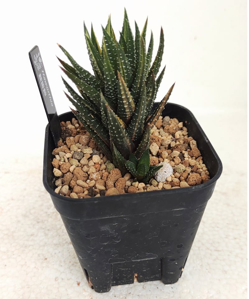 鼓笛錦 B ハオルチア | toA Succulent