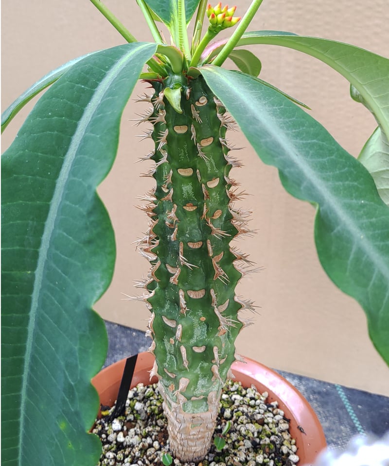 噴火竜 ユーフォルビア | toA Succulent