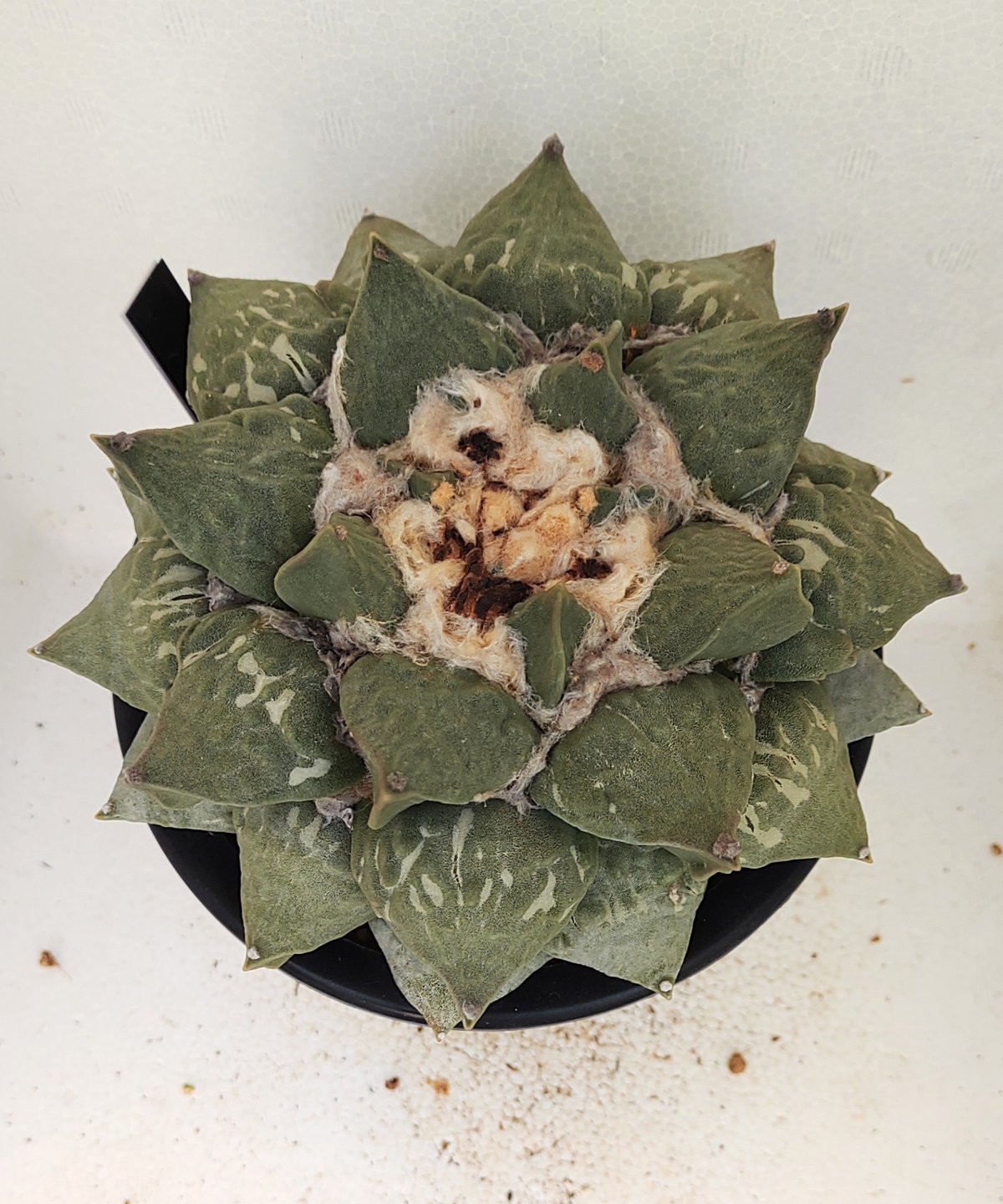 シワ玉牡丹 ロイヤル玉牡丹しわ サボテン | toA Succulent