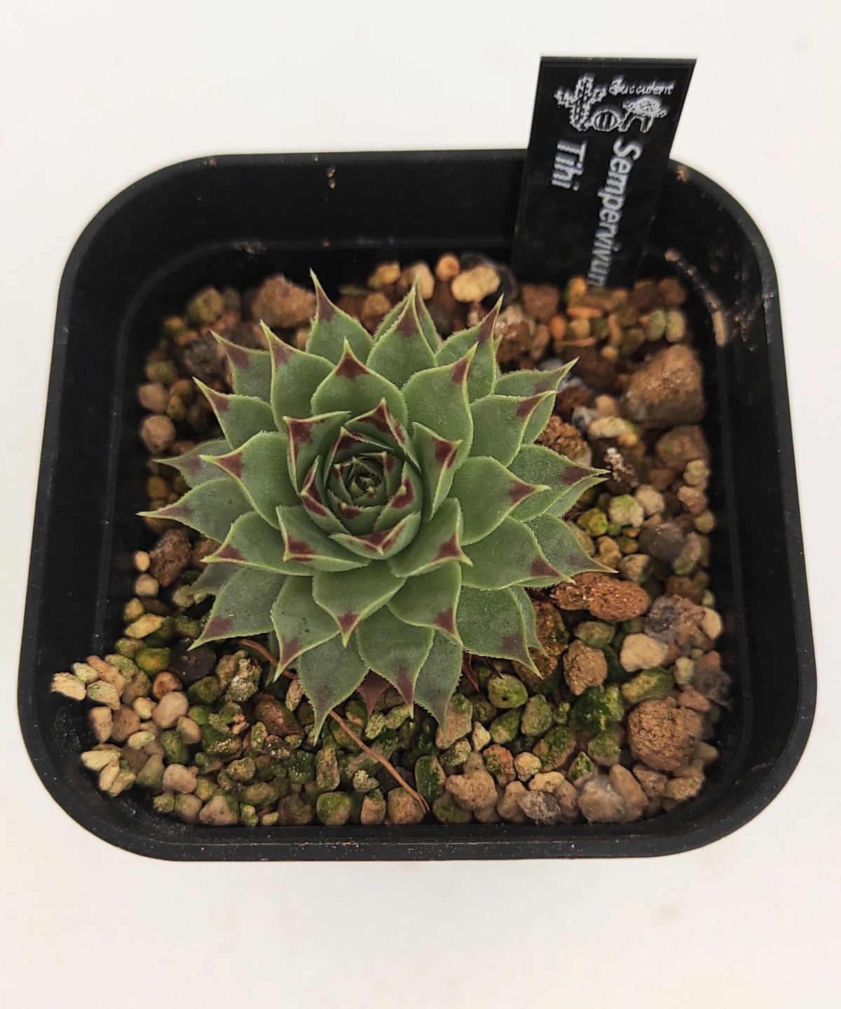 ゆととさま専用 センペルビウム ティヒ センペルビウム | toA Succulent