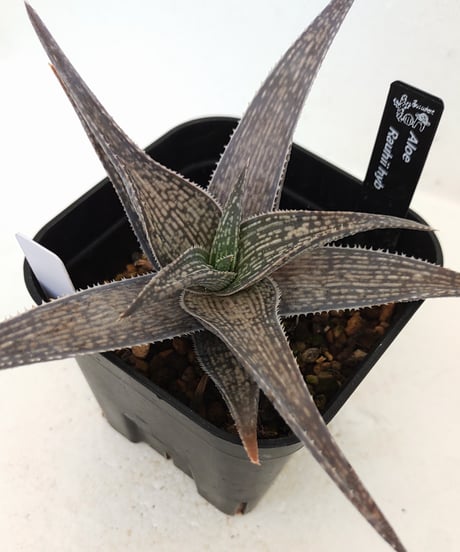 CATEGORY アロエ | toA Succulent CATEGORY アロエ | toA Succulent