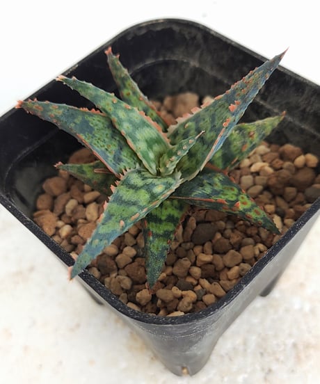 CATEGORY アロエ | toA Succulent