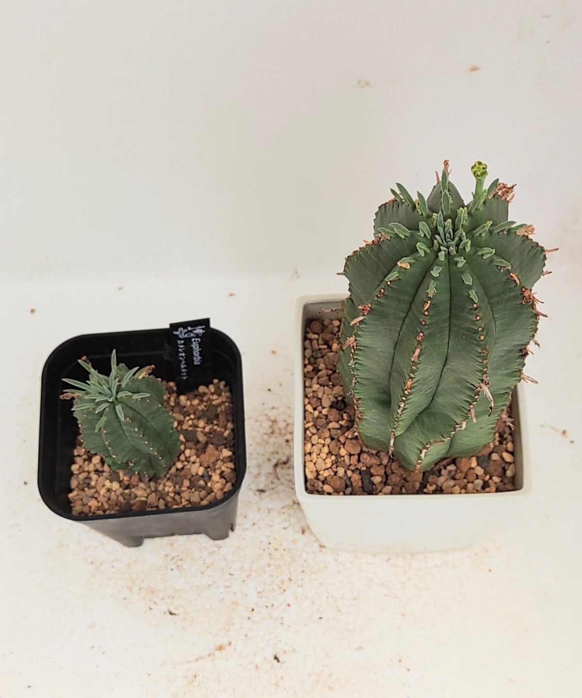 多肉植物^o^  カメレオンヘルメット ﾕｰﾌｫﾙﾋﾞｱ ｶﾒﾚｵﾝ ﾍﾙﾒｯﾄ＆入荷植物 : 多肉屋 たなか