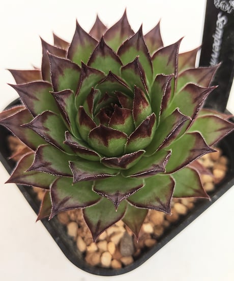 CATEGORY センペルビウム | toA Succulent