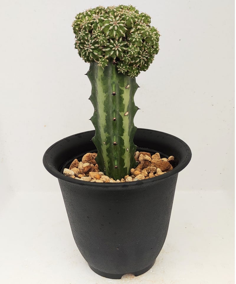 セプルタ ユーフォルビア | toA Succulent