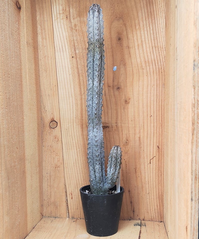 アブデルクリ L ユーフォルビア | toA Succulent