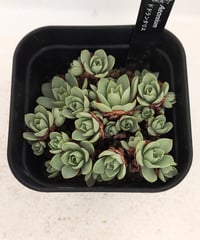 アンナ錦 アエオニウム | toA Succulent