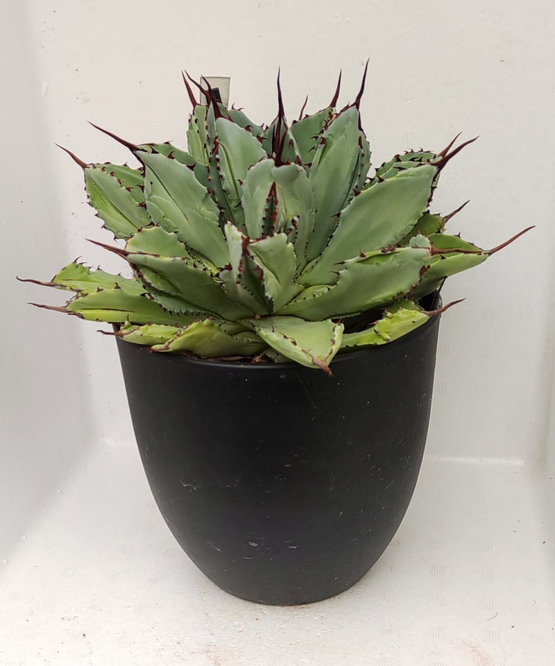 アガベ　キュービック キュービック L アガベ | toA Succulent