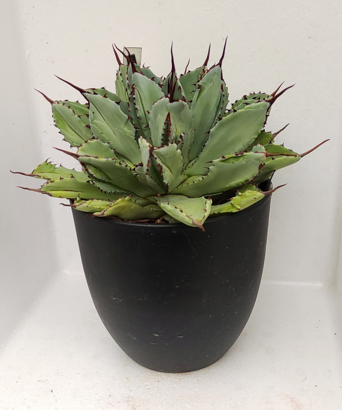 アガベ キュービック　大株 アガベ キュービック 特大 キュービック L アガベ | toA Succulent