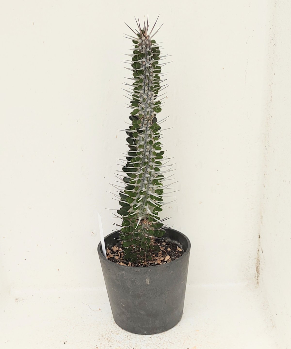 アローディア　モンタグナッキー モンタグナッキー アローディア | toA Succulent