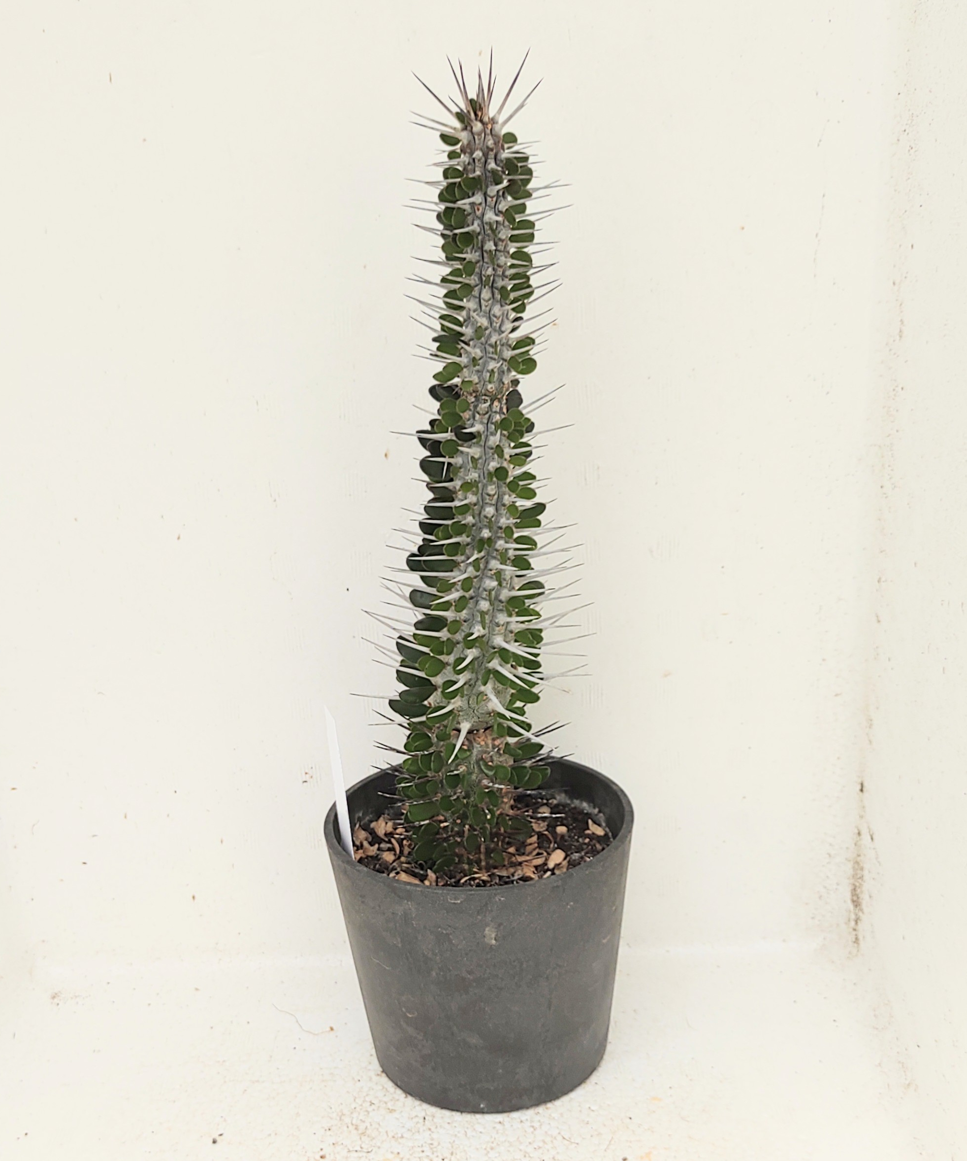 アローディア　モンタグナッキー モンタグナッキー アローディア | toA Succulent