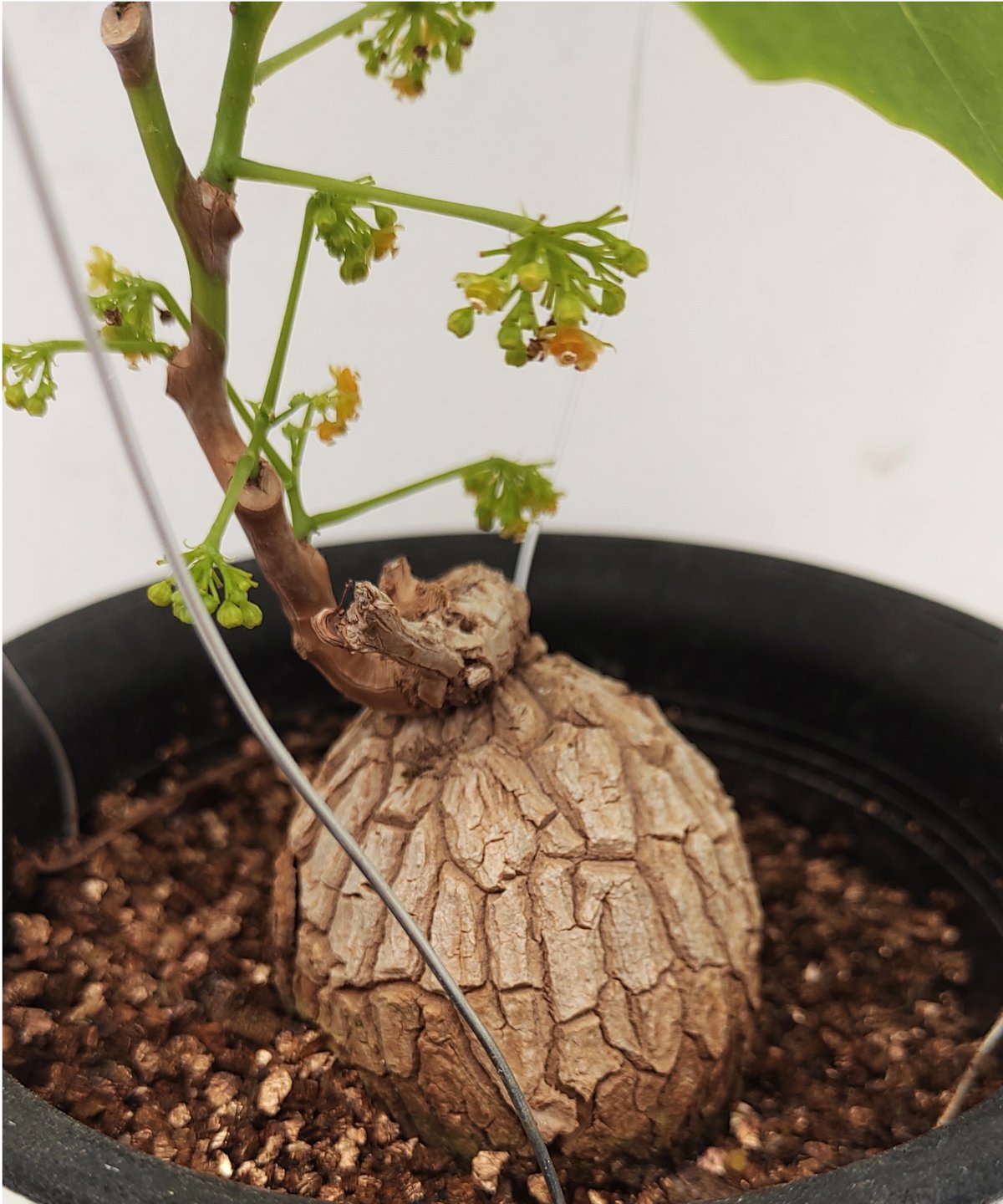 スベローサ C ステファニア | toA Succulent