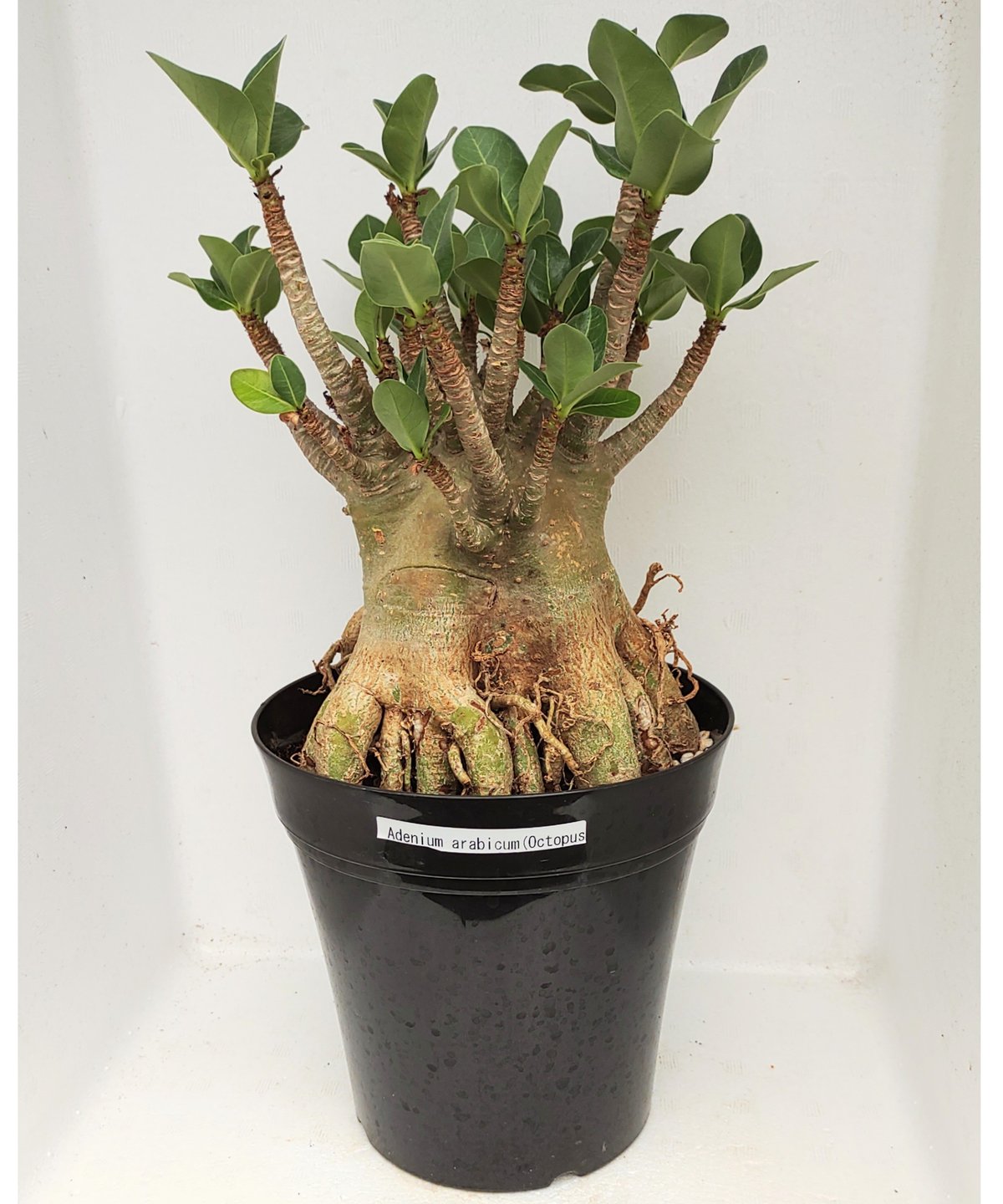 アラビカムオクトパス アデニウム | toA Succulent