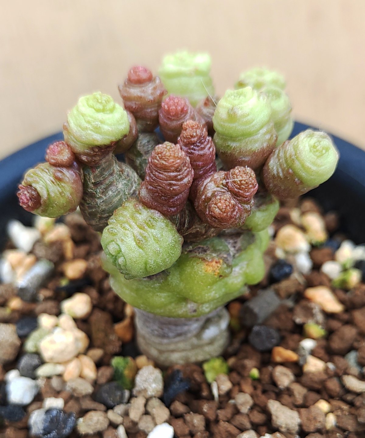 ボカサナフレッド サボテン | toA Succulent ボカサナフレッド サボテン | toA Succulent