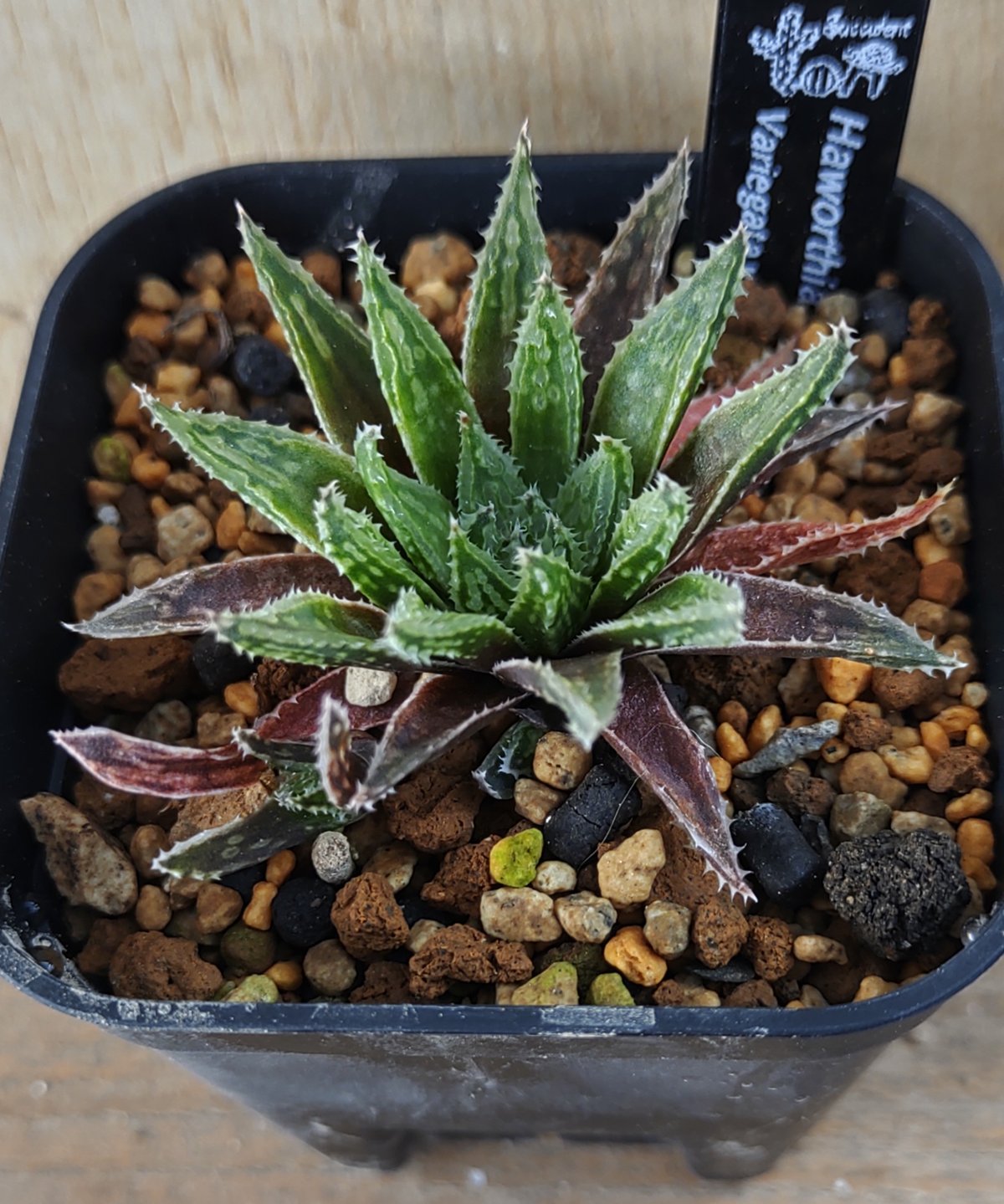 バリエガータモデスタ ハオルチア | toA Succulent