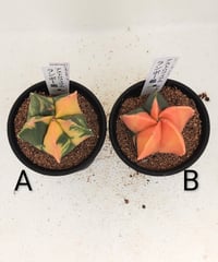 ロイヤル玉牡丹しわ サボテン | toA Succulent