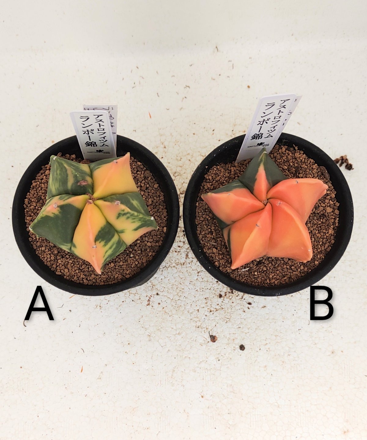 ランポー錦 サボテン | toA Succulent