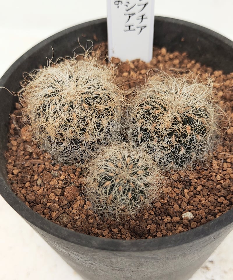 パトリシアエLH0886 スルコレブチア | toA Succulent