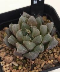 天津玉露黒紫　ハオルチア