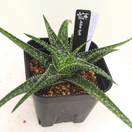 ハイブリッド アロエ 100苗+α セット 2025年最新】Yahoo