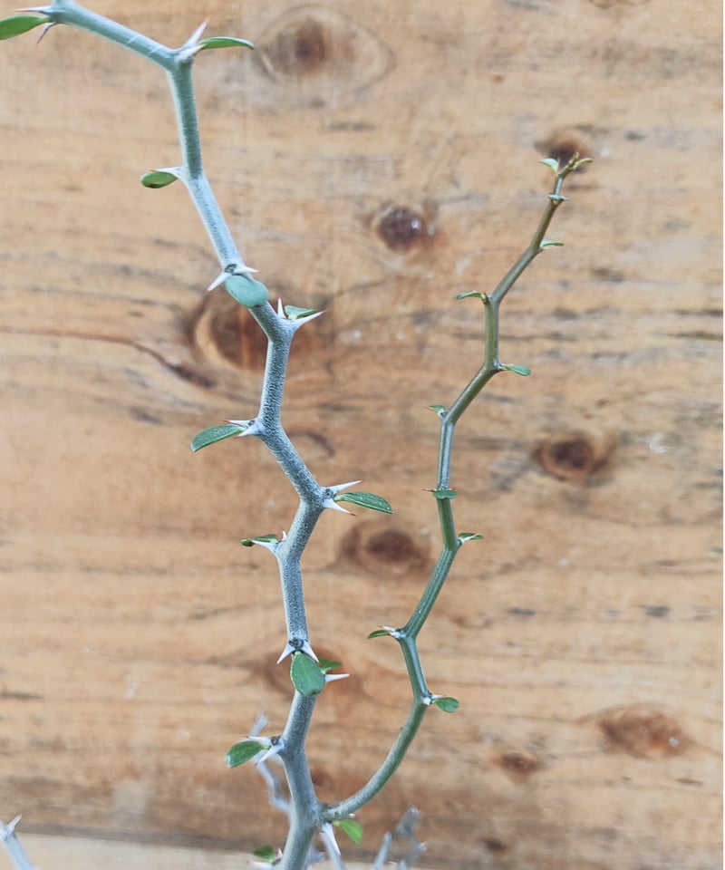 ジグザグの木L マダガスカリエンシス デカリア | toA Succulent